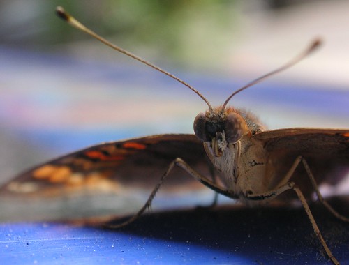 Moth macro