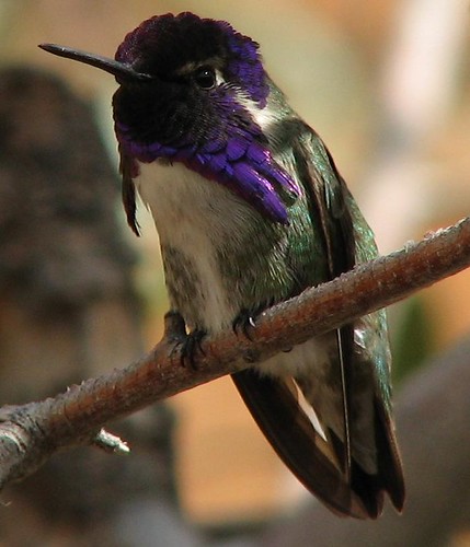 Hummingbird Sitting Still