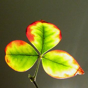 Backlit leaf experiment (#4)