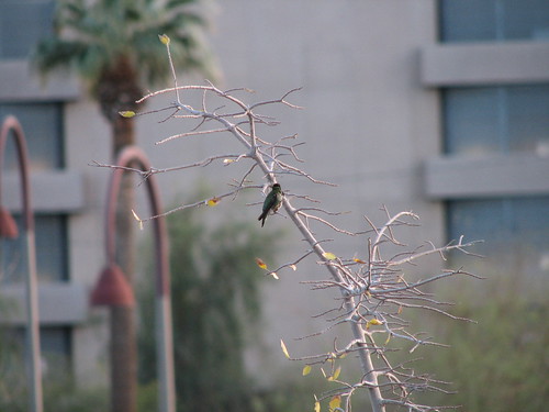 Hummingbird on twig in city