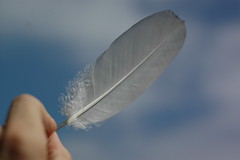 Anglų lietuvių žodynas. Žodis feathered reiškia a 1) papuoštas plunksnomis; 2)perk. greitas, sparnuotas lietuviškai.