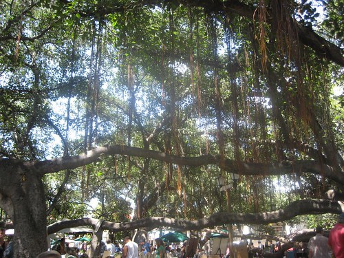 Banyon Tree, 134th birthday
