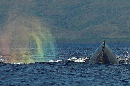 Whale in the Rainbow