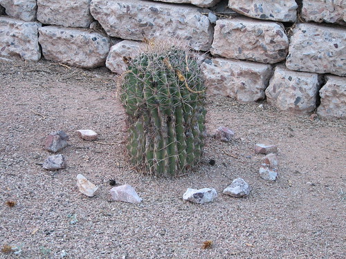 Arizona Fairy Ring