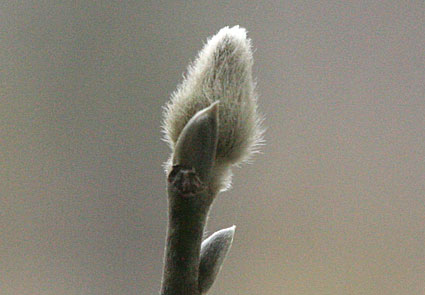 Spring buds are popping