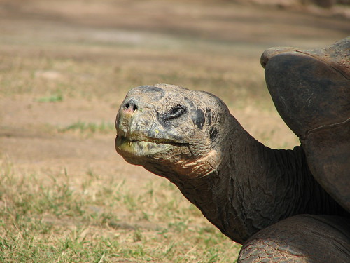 Galapagos Tortoise