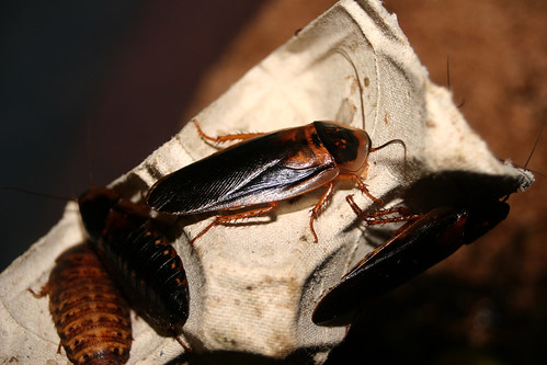 Cockroaches by Destinys Agent, on Flickr