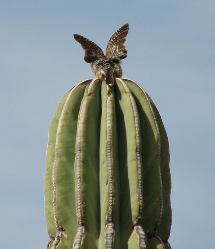 Funny Looking Bird