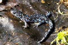 To save salamanders, biologists get their feet wet