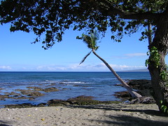 Big Island Palm Tree