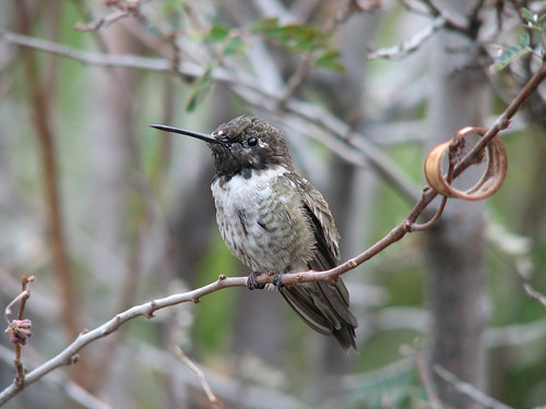 Hummingbird Sitting Still
