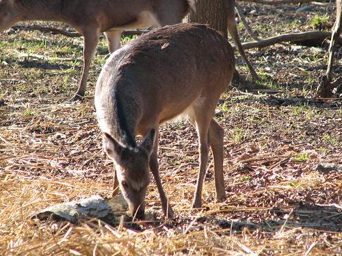 Deer eating hay