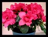 Azalea indica; Rhododendron simsii (Indoor/Indian Azalea, Chinese Indica/Azalea, Chinese Honeysuckle, Sim's Azalea, Belgian/Southern Indian or Indica Hybrids)