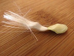 Jasmine (Stephanotis) Seed
