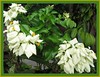 Mussaenda philippica 'Aurorae' (White Mussaenda)