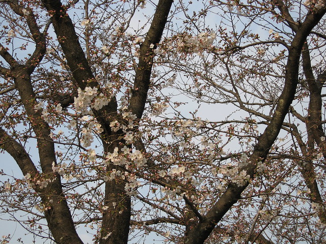 岡山の桜は、まだ咲き始め。