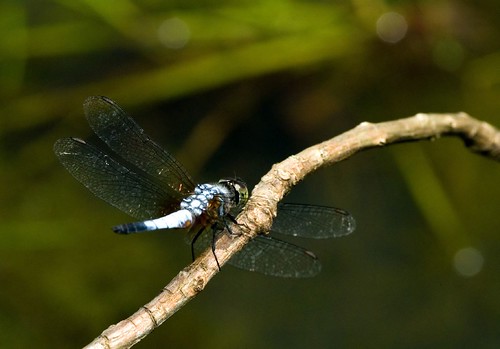 Pale Blue Dragonfly