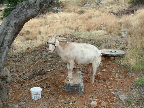 Goat in Ravdoucha beach