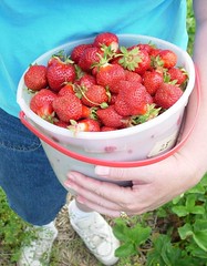 Picking Strawberries Again