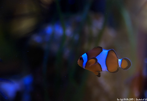 Clownfish Nemo | Sea Life 01-04-2007