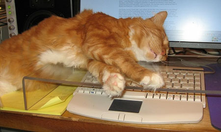 kitty-keyboard-kover