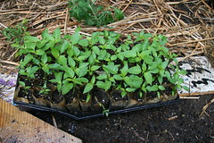 peppers pre-planting