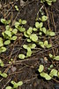 black seeded simpson lettuce