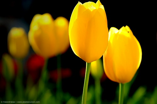Qué significado tienen los tulipanes amarillos? |