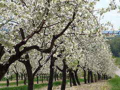 Leelanau Cherry Blossoms