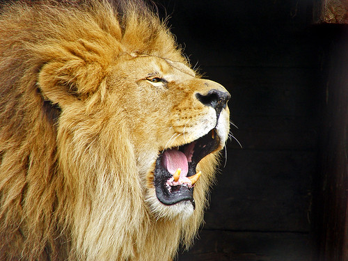 Roaring lion by Tambako the Jaguar, on Flickr