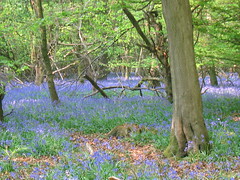 Bluebells in the Chilterns