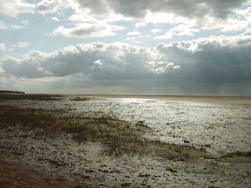 salt marshes