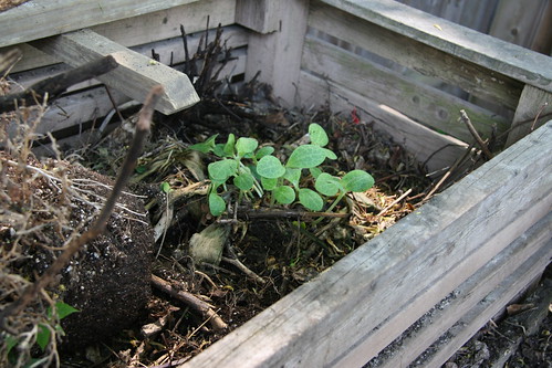 squash compost