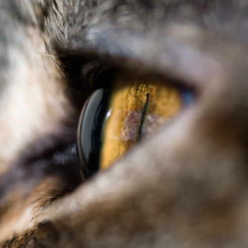 Minni - Cat Eye Super-Close-Up