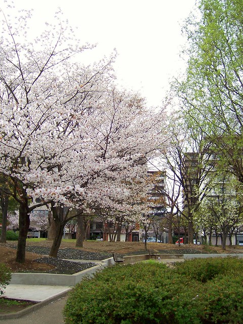 再内覧時に撮りました。桜綺麗に咲いてまし...