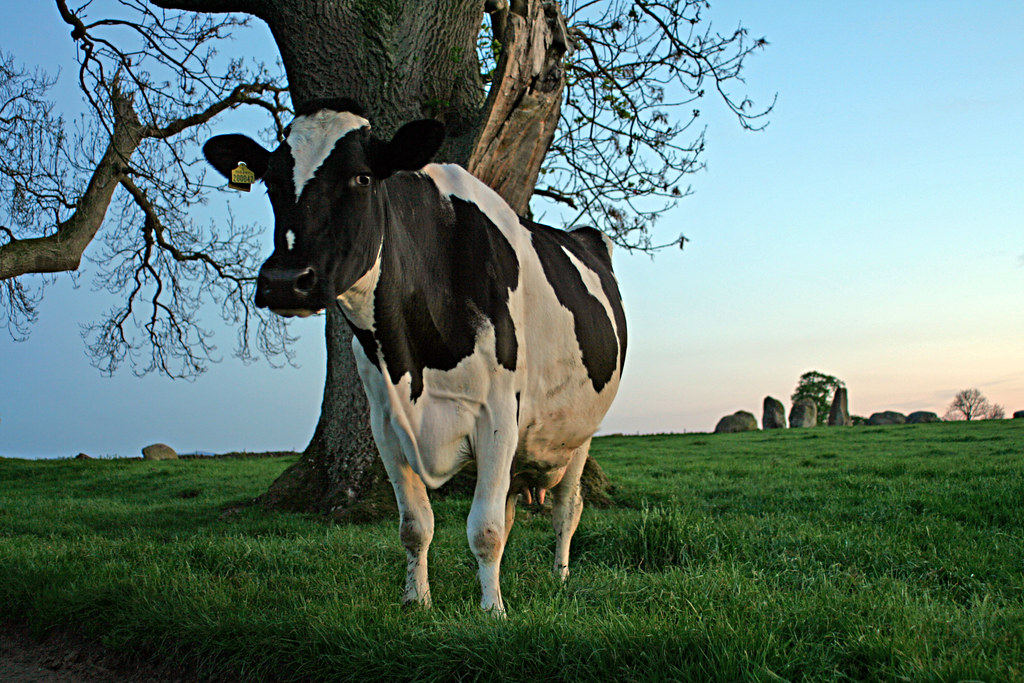 Long Meg’s curious cow by sparty lea, on Flickr