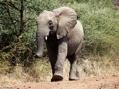 Strolling elephant