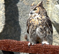 Anglų lietuvių žodynas. Žodis owl reiškia n 1) pelėda; owl train amer. naktinis traukinys; 2)perk. mulkis, pusgalvis lietuviškai.