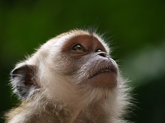 Cynomolgus Monkey