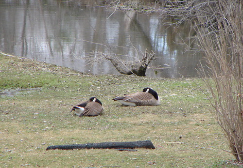 Naptime in the back yard