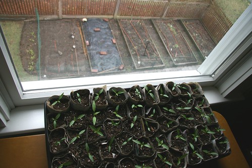 peppers by the window