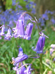 Bluebells in the Chilterns