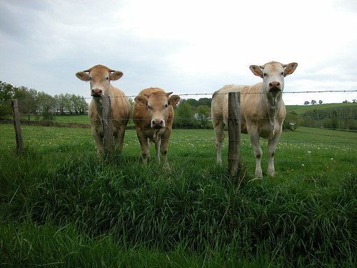 3 cows