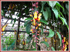 Thunbergia mysorensis (Mysore Clock Vine, Lady's Slipper Vine, Dolls' Shoes), at the Cactus Valley in Cameron Highlands