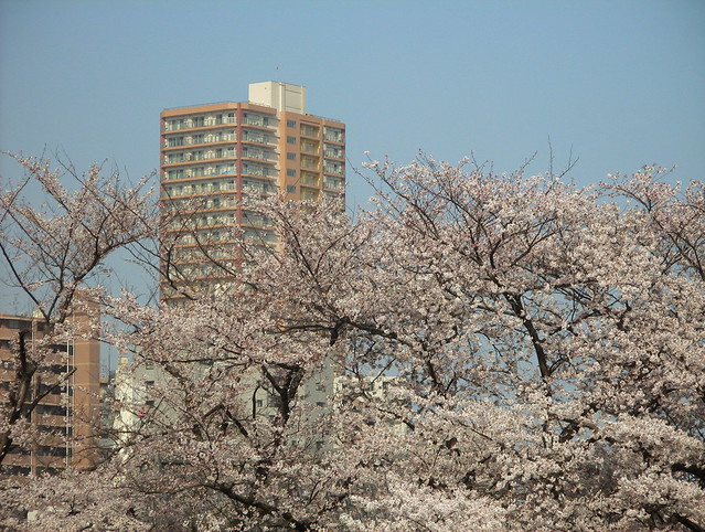 染井吉野とグローリオです。今日は桜の見ご...