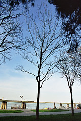 Silhouette tree