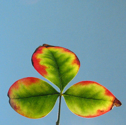Backlit leaf experiment (#2)