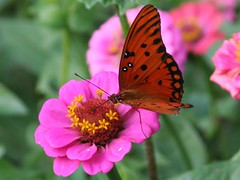 Butterfly on pink flower_2784c