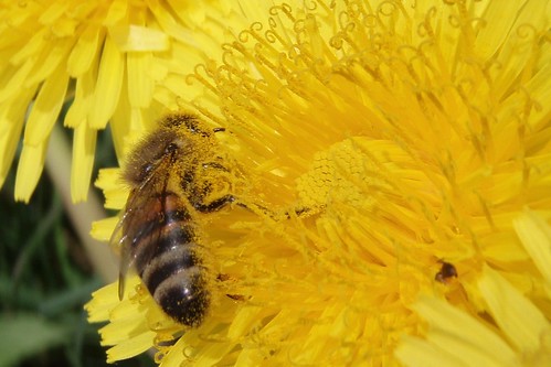 happy honey bee