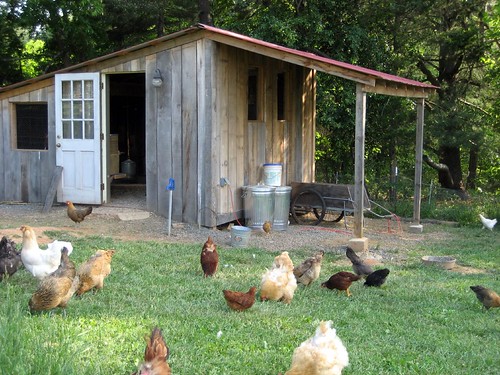 Chickens and the Coop